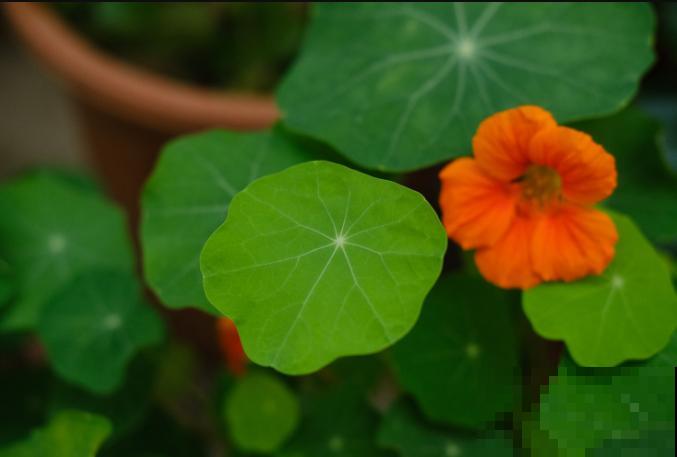 旱金莲小苗不会养殖，快来看看这4步，养殖变简单