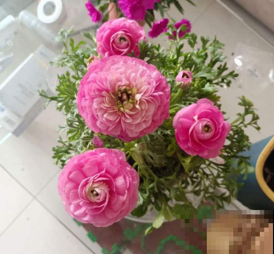 一种花被称作“小牡丹花”,能开花3个月,比玫瑰花还好看 一种花被称作“小牡丹花”,能开花3个月,比玫瑰花还好看