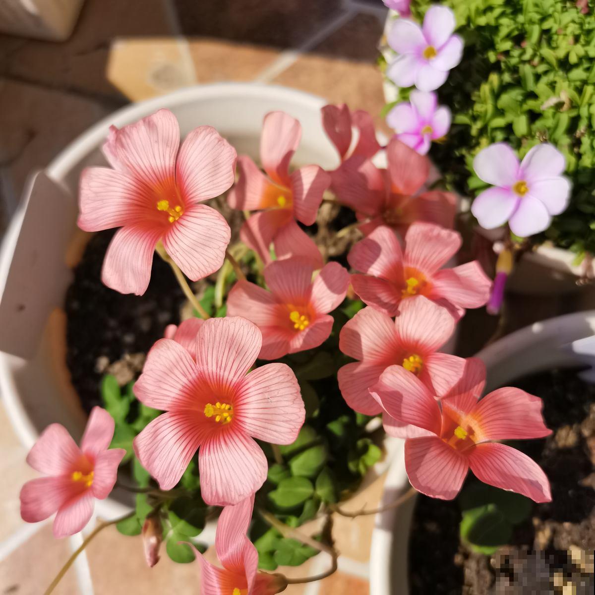 春天猛剪5种花,千万别心软,越剪越爆盆,开出满园花 春天猛剪5种花,千万别心软,越剪越爆盆,开出满园花