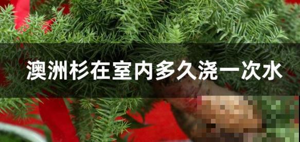 贵货澳洲杉盆景，养在家里浇水成了难题，摸索两年才弄懂