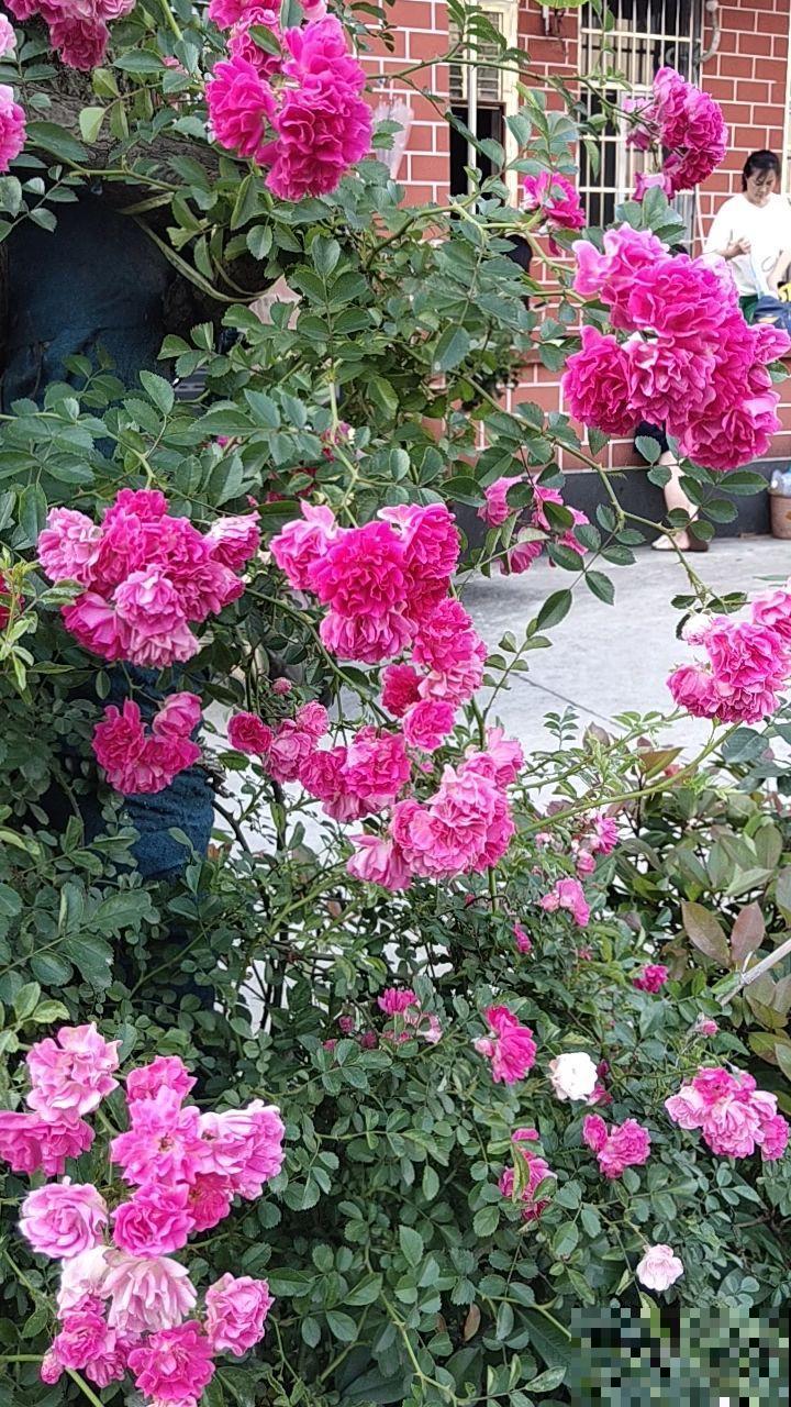 要想春天花开满园,4种花现在就得养起来,不然春天没花看 要想春天花开满园,4种花现在就得养起来,不然春天没花看