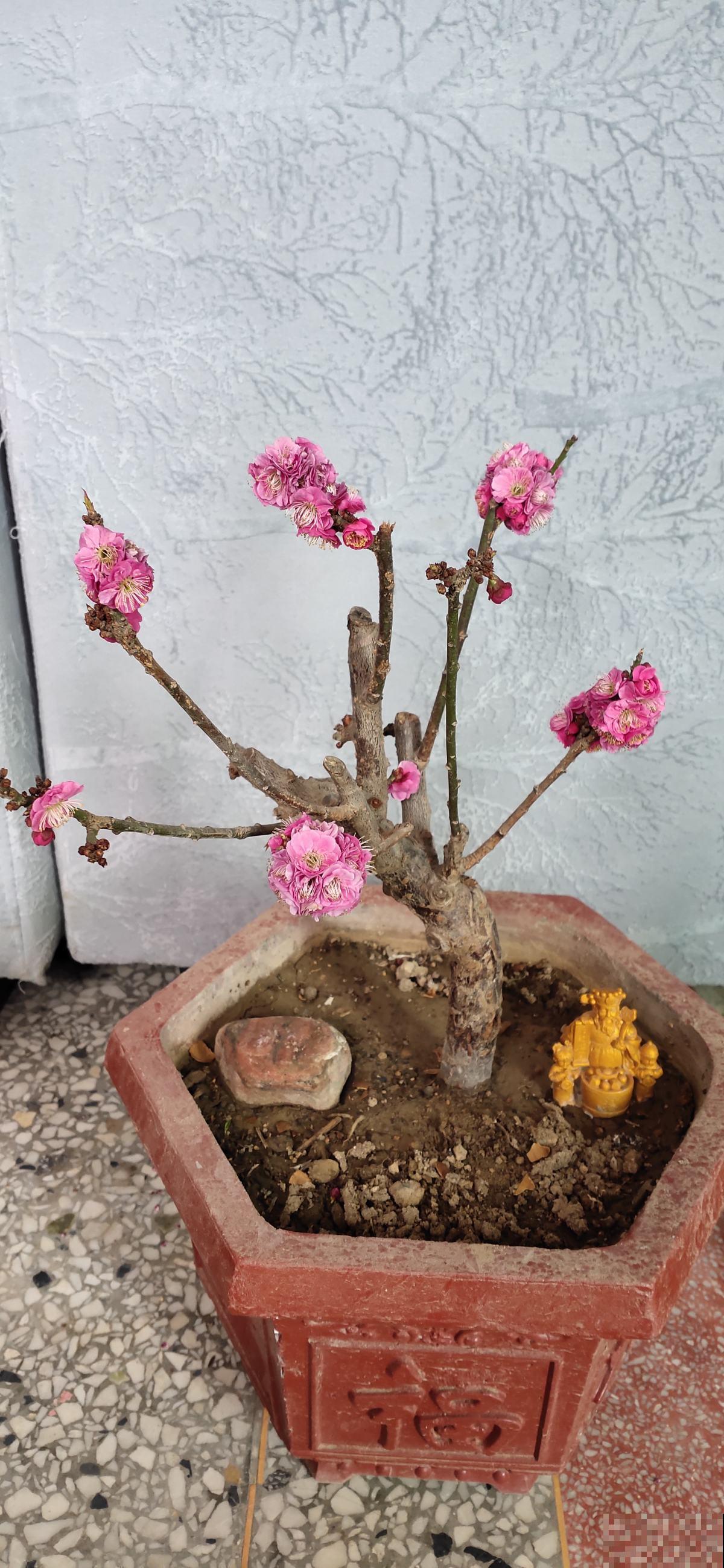 过年了还不养梅花？香味舒心颜色好看，养一盆正合适