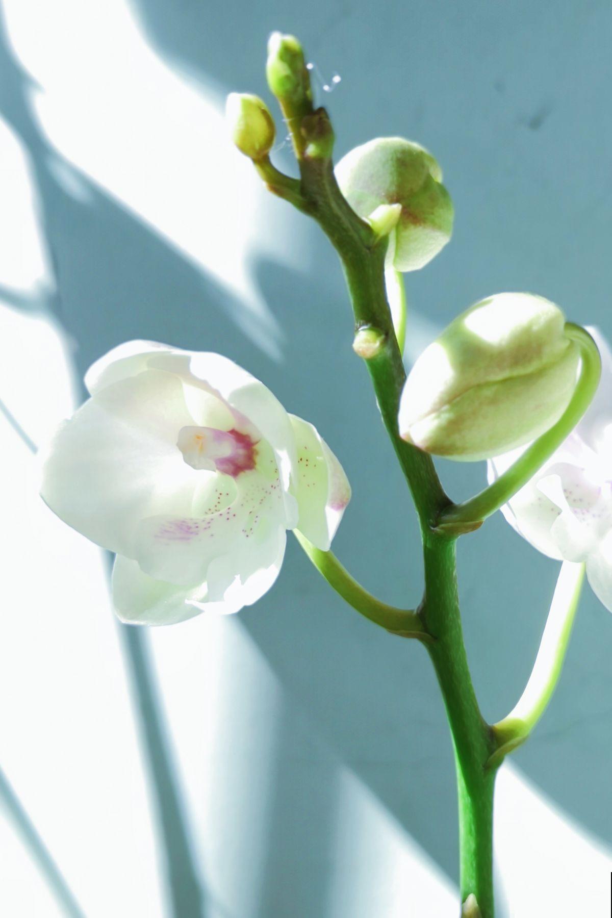 4种“洋气花”,年底放家里很喜庆,颜值还高 4种“洋气花”,年底放家里很喜庆,颜值还高