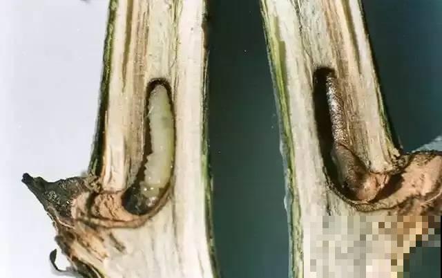 春天请个“护花神”,杀虫效果好,安全放心无污染 春天请个“护花神”,杀虫效果好,安全放心无污染