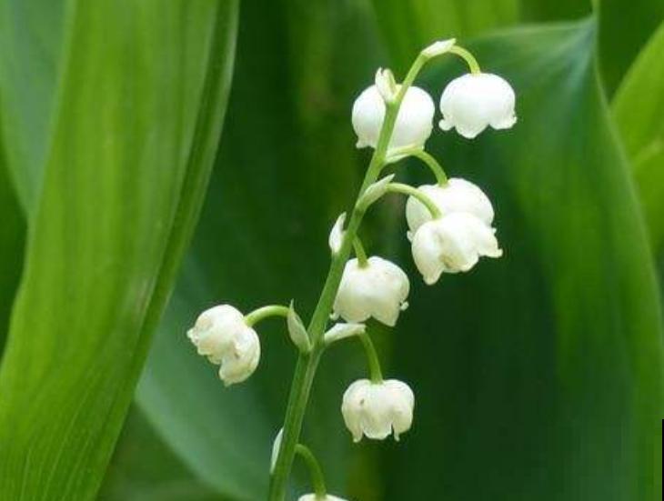 高颜值的铃兰，在家种一盆，遇到休眠期注意这4点