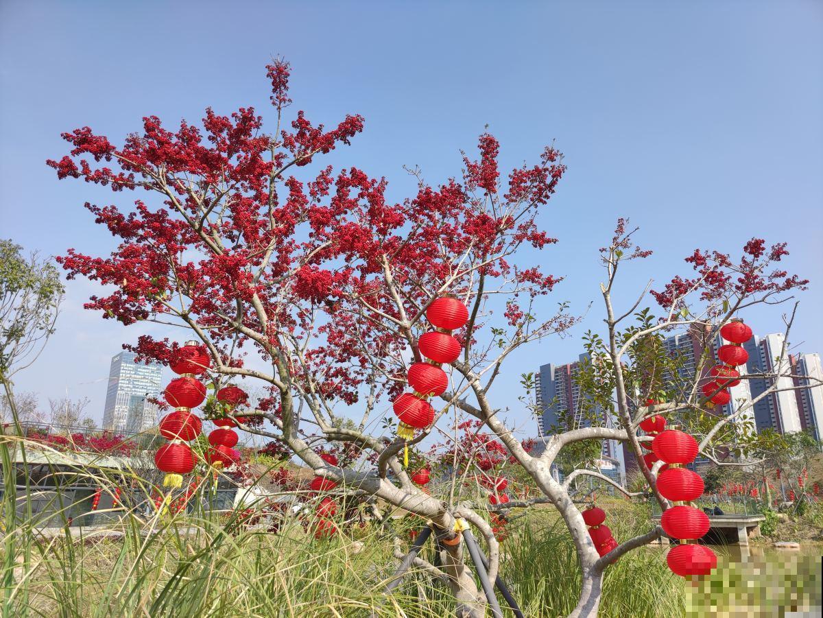 “一支冬青，红火过年”，北美冬青为何是花中“爱马仕”