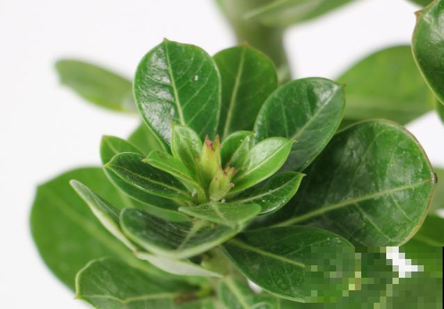 沙漠玫瑰黄叶，处理记住这4点，还有救