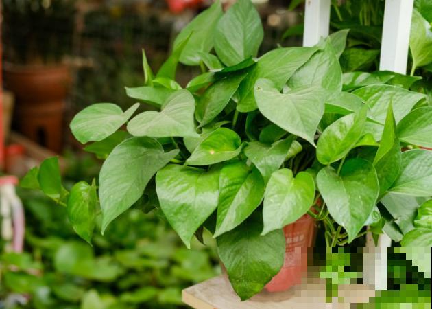 这5种植物，可以养成垂吊造型，好看易好养