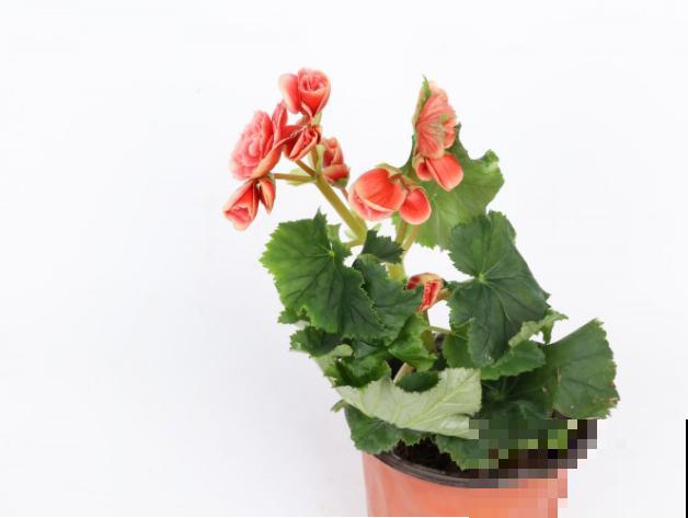 丽格海棠烂茎，狠心剪一刀，剪完还能活