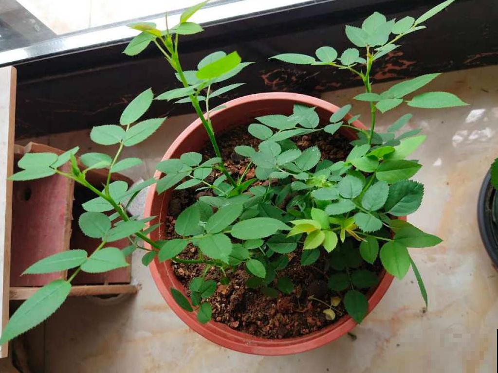 3个症状，说明花缺肥了，赶快补上，下个月大爆花