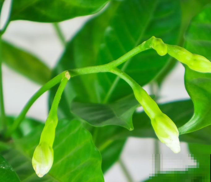 水晶茉莉在家修剪，要注意这4点，才不影响开花
