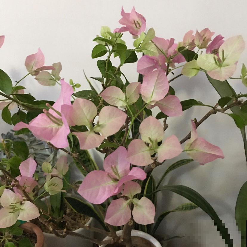 现在给三角梅“喂”点肥,春天呼呼开花不停,花多得看不见叶 现在给三角梅“喂”点肥,春天呼呼开花不停,花多得看不见叶