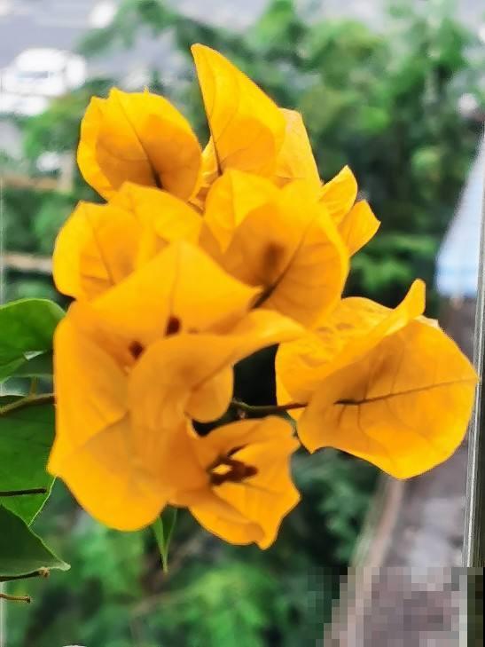 现在给三角梅“喂”点肥,春天呼呼开花不停,花多得看不见叶 现在给三角梅“喂”点肥,春天呼呼开花不停,花多得看不见叶