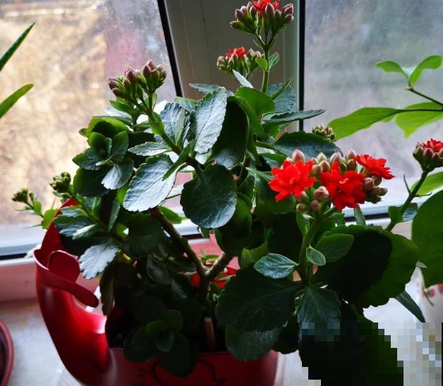 长寿花开完花,赶紧狠心剪一刀,来年花苞长更多 长寿花开完花,赶紧狠心剪一刀,来年花苞长更多