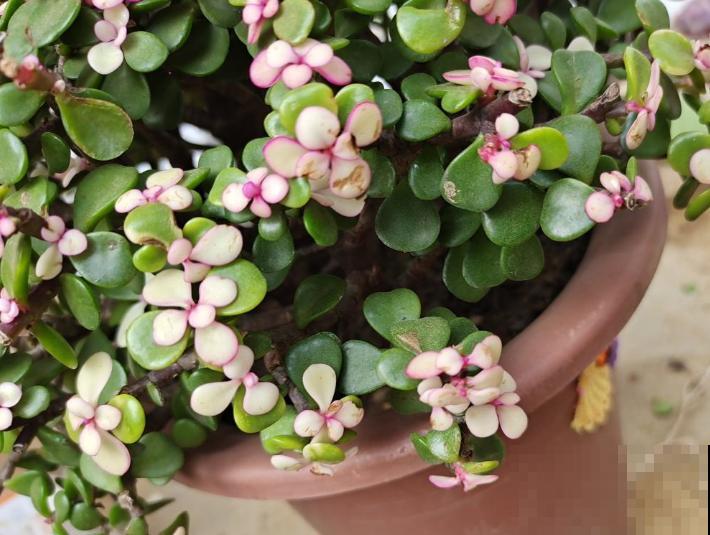 金枝玉叶注意5要点，叶子妥妥变粉色，颜值翻一倍