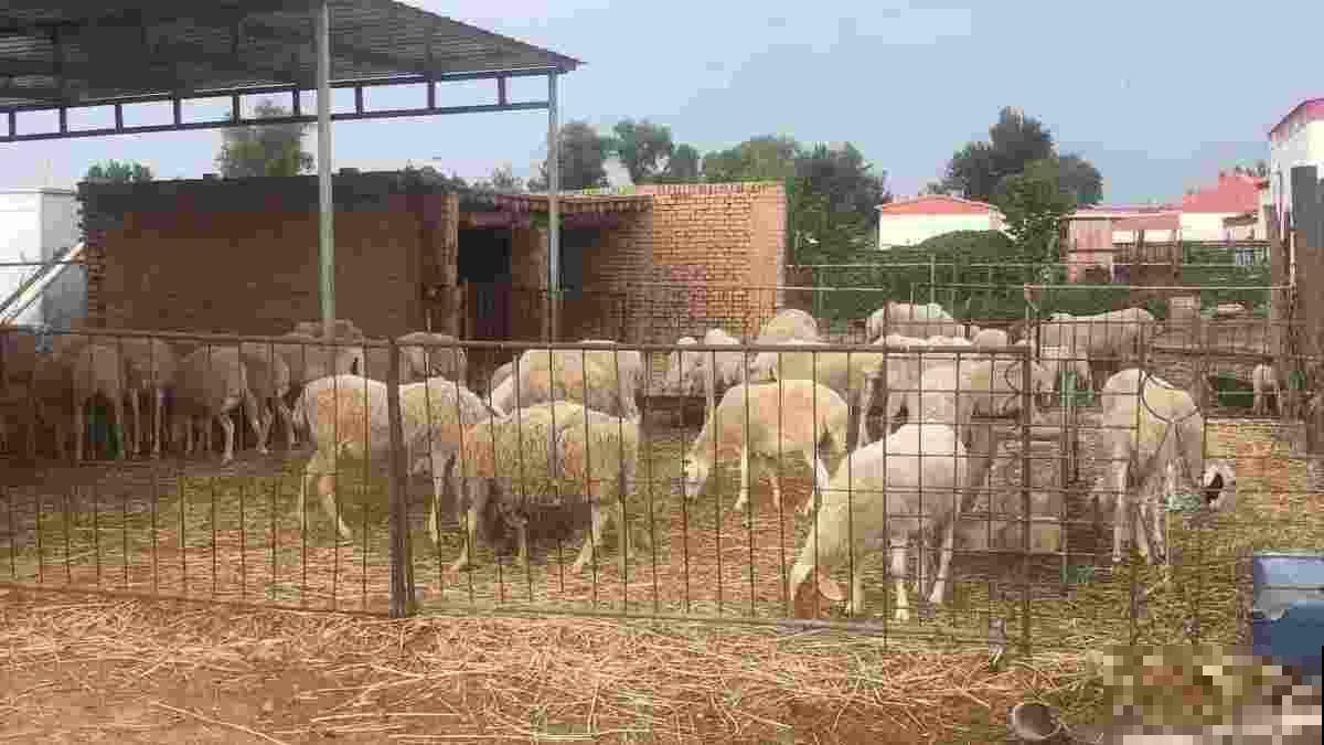春天在家养虎皮兰,盆里撒一把“小豆豆”,叶子呼呼长满盆 春天在家养虎皮兰,盆里撒一把“小豆豆”,叶子呼呼长满盆
