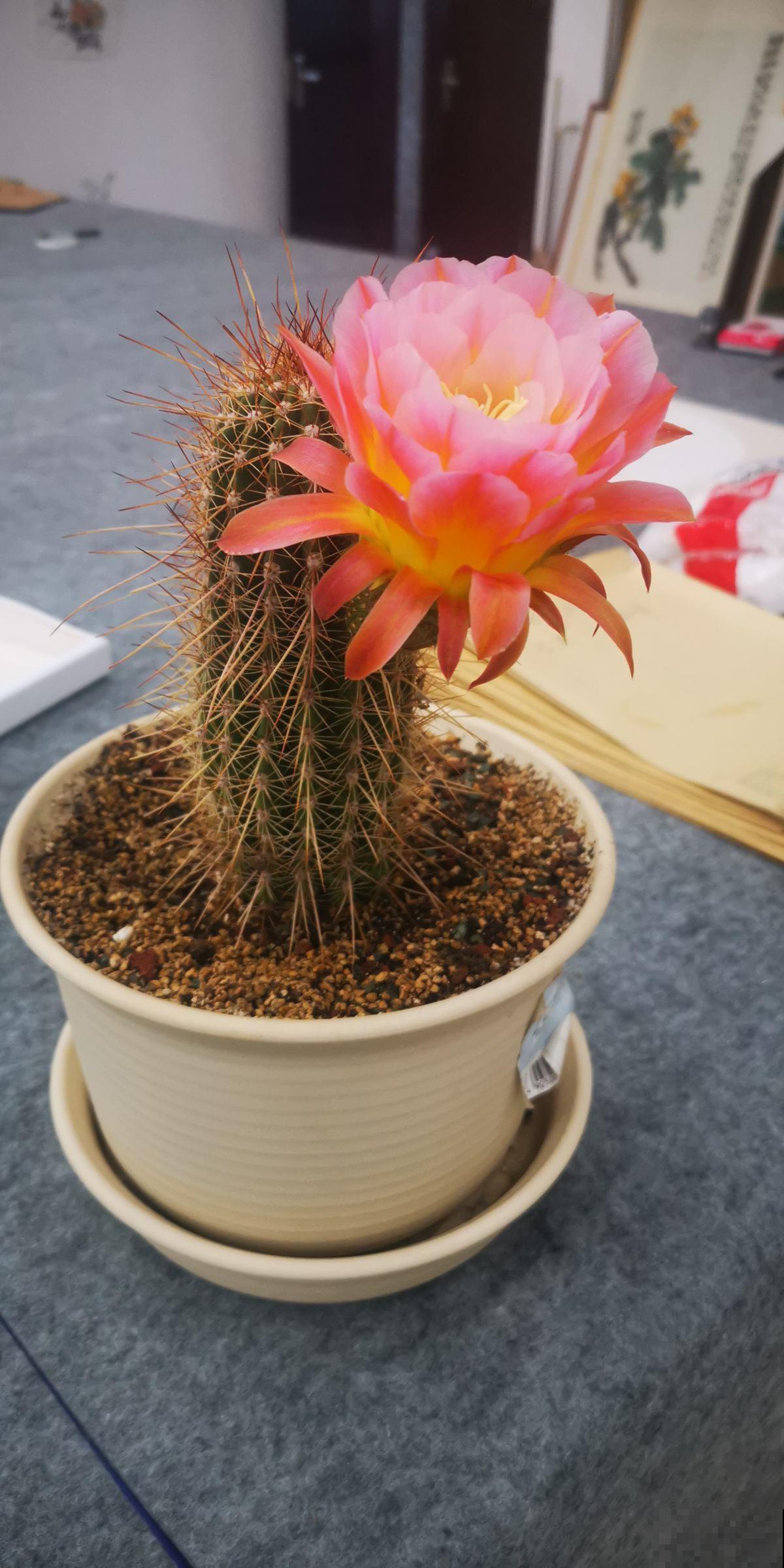 8种“不死花”,多肉都能养死的可以一试,小众又好养 8种“不死花”,多肉都能养死的可以一试,小众又好养