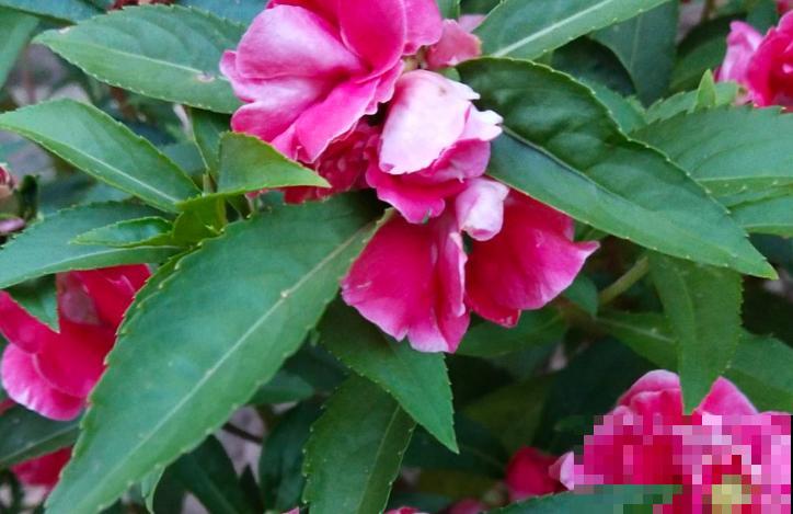 凤仙花要想养爆盆,注意这4点,呼呼长不停 凤仙花要想养爆盆,注意这4点,呼呼长不停