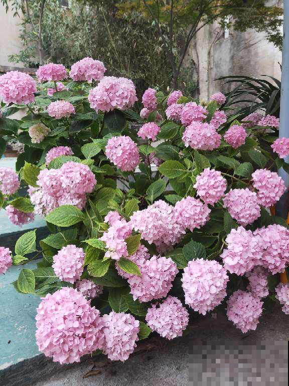 养无尽夏注意5要点，下个月就爆盆，花球比脸还大