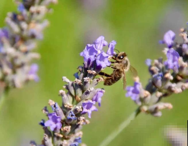 薰衣草种子在家养殖，注意这4点，来年满屋飘香