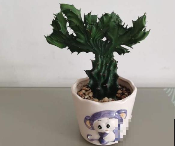 麒麟掌要想扦插，需要注意这5点，后期长势好