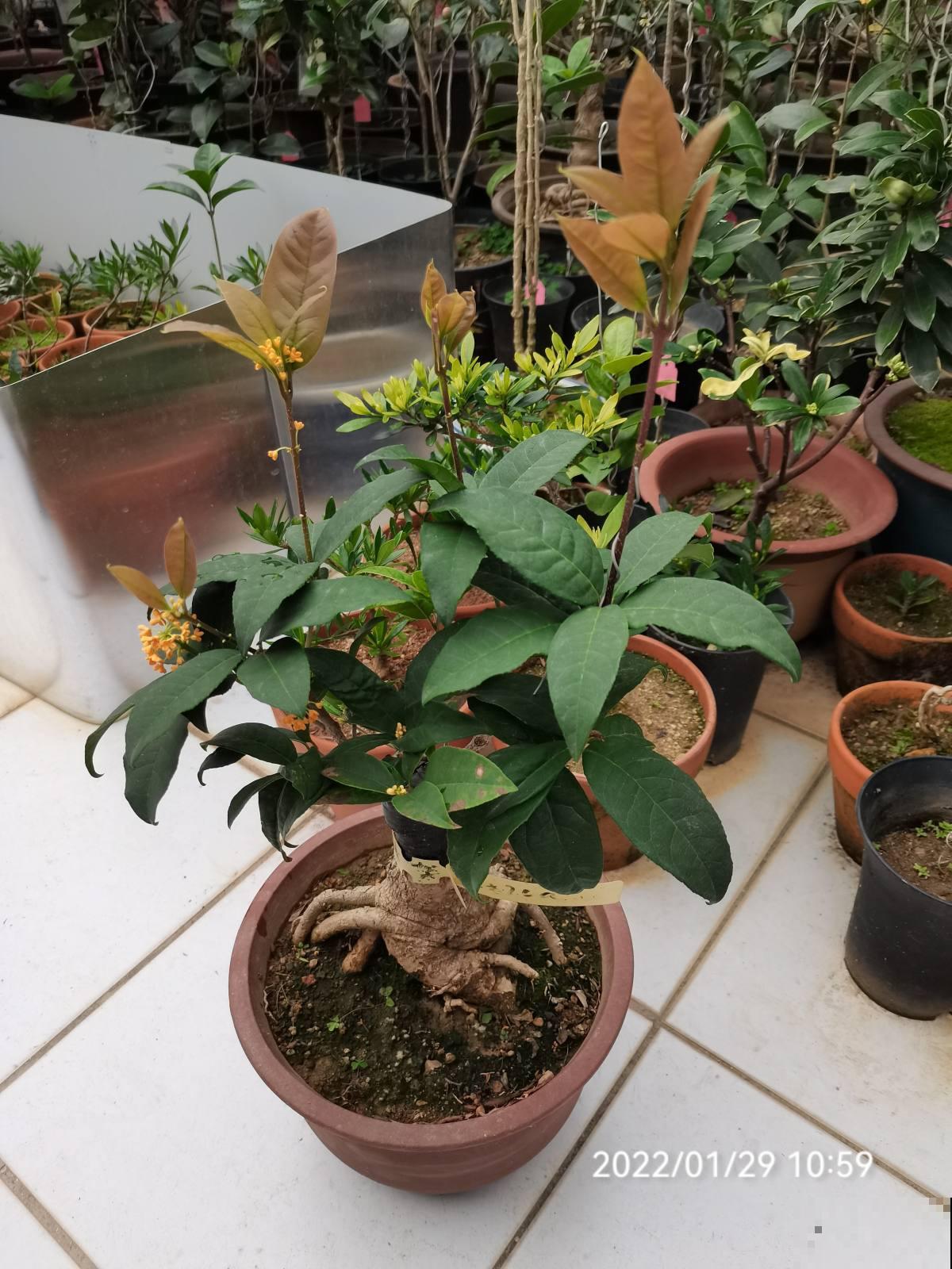 5种“坑人花”，过年买了才知上当，没技术就别养，浪费钱