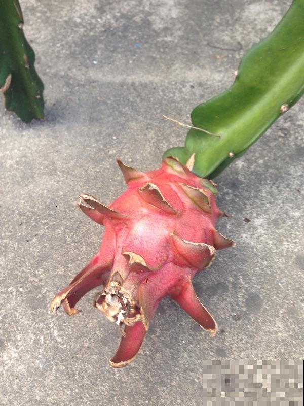 南方烂大街的花，在北方可真难养，心累