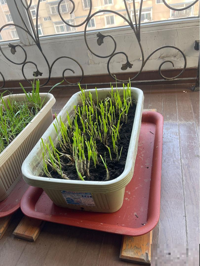 初春在家种点菜，20天收一茬，在阳台上就能种