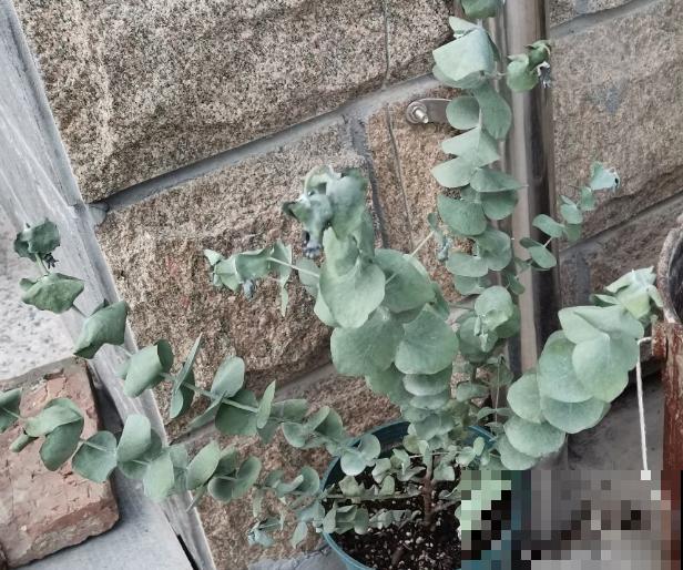 水养尤加利,养殖状态好,学会这3点做成干花 水养尤加利,养殖状态好,学会这3点做成干花