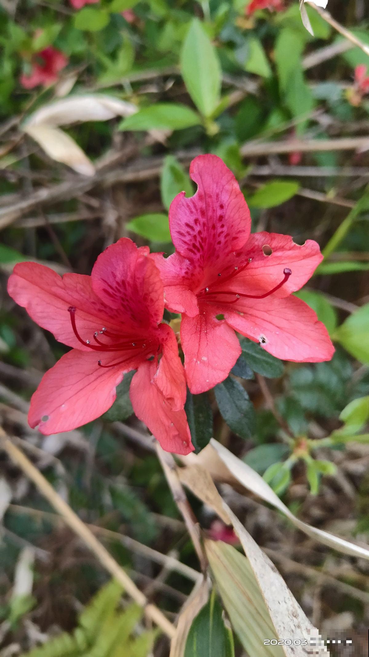 三月养花,要抓住催花机会,3点没做好今年不开花 三月养花,要抓住催花机会,3点没做好今年不开花