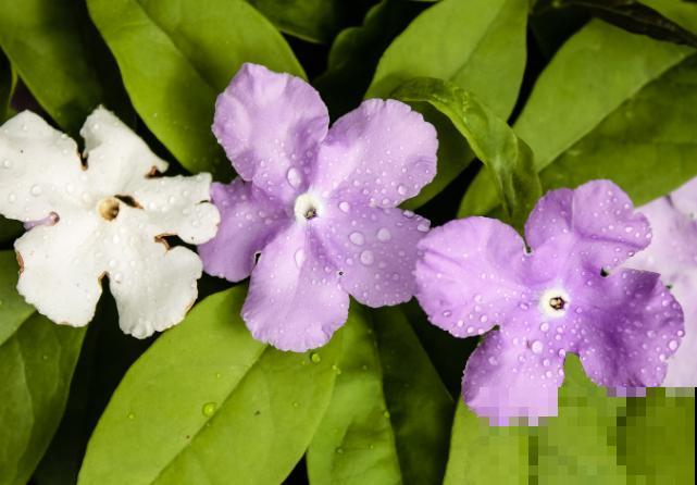 双色茉莉花在室内养殖，记住这4点，花苞蹭蹭冒