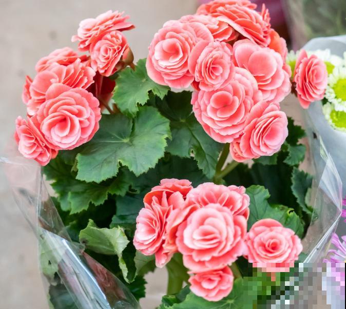 丽格海棠掐个枝，插水里就生根，干净开花多