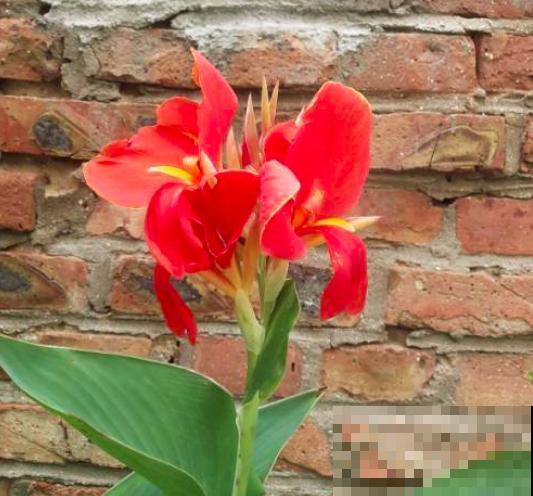 过年倒计时，6种红火花家中必备，喜庆又大气