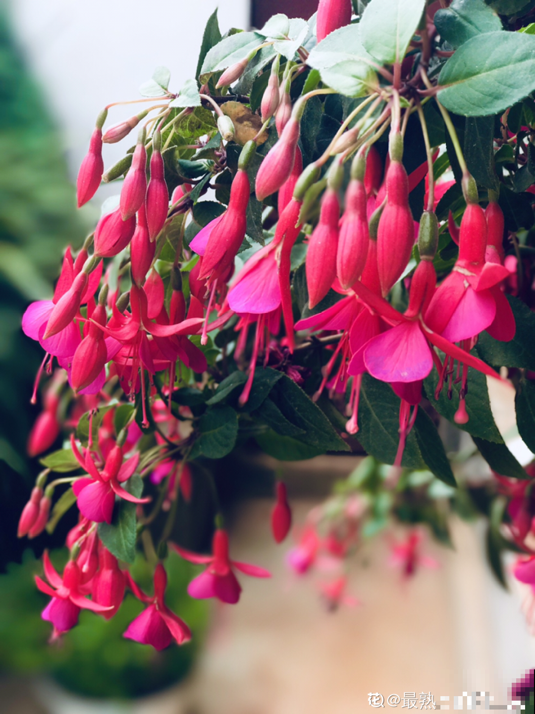 1种花春天开挂了，满盆都是小灯笼，吊起来养美翻天
