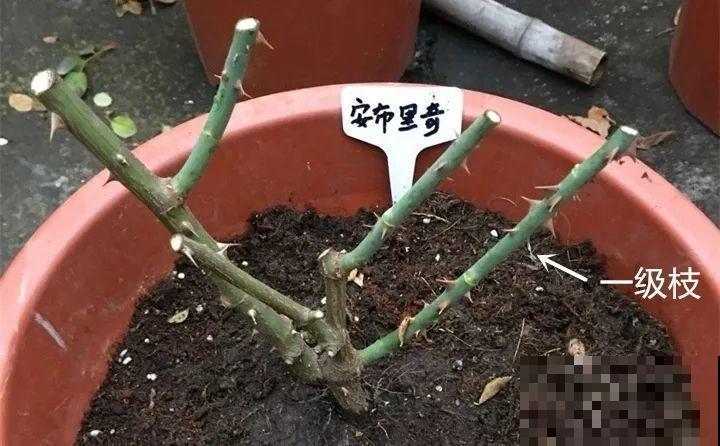 花园三剑客也要换盆,越冷长得越旺,明年呼呼开花 花园三剑客也要换盆,越冷长得越旺,明年呼呼开花