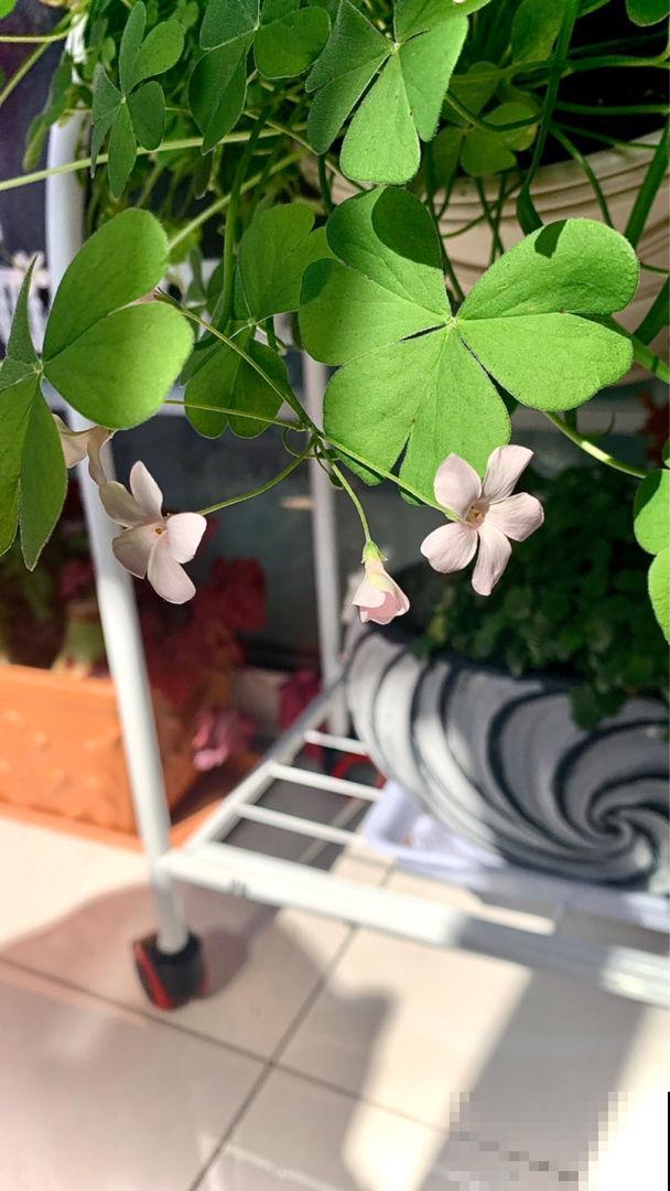 一种花名叫古代稀,被叫做“鲜花中的锦缎”,开花就爆盆 一种花名叫古代稀,被叫做“鲜花中的锦缎”,开花就爆盆