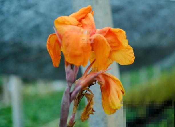 美人蕉冬天养殖，注意这4点，来年还能继续长