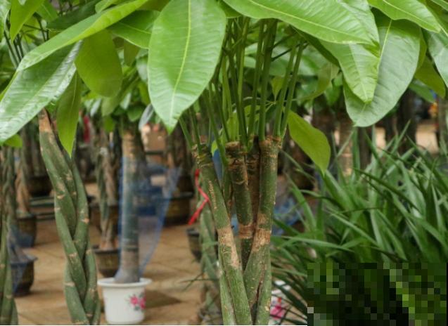 这两种发财树要想区分开，记住这2点，很容易区分