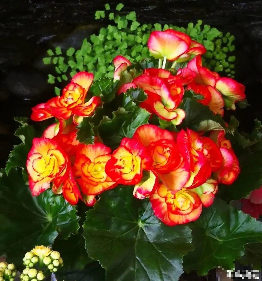 10种过年花，湿养能活命，干养会送命！