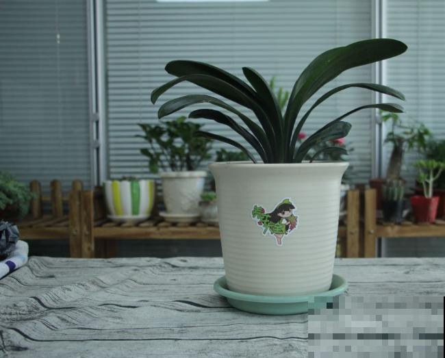 君子兰“僵苗”不长个，狠心修剪才是关键，很快窜个头