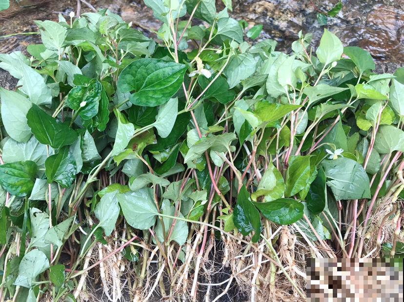 常见的8种植物,也是中药,养在家里特养人 常见的8种植物,也是中药,养在家里特养人