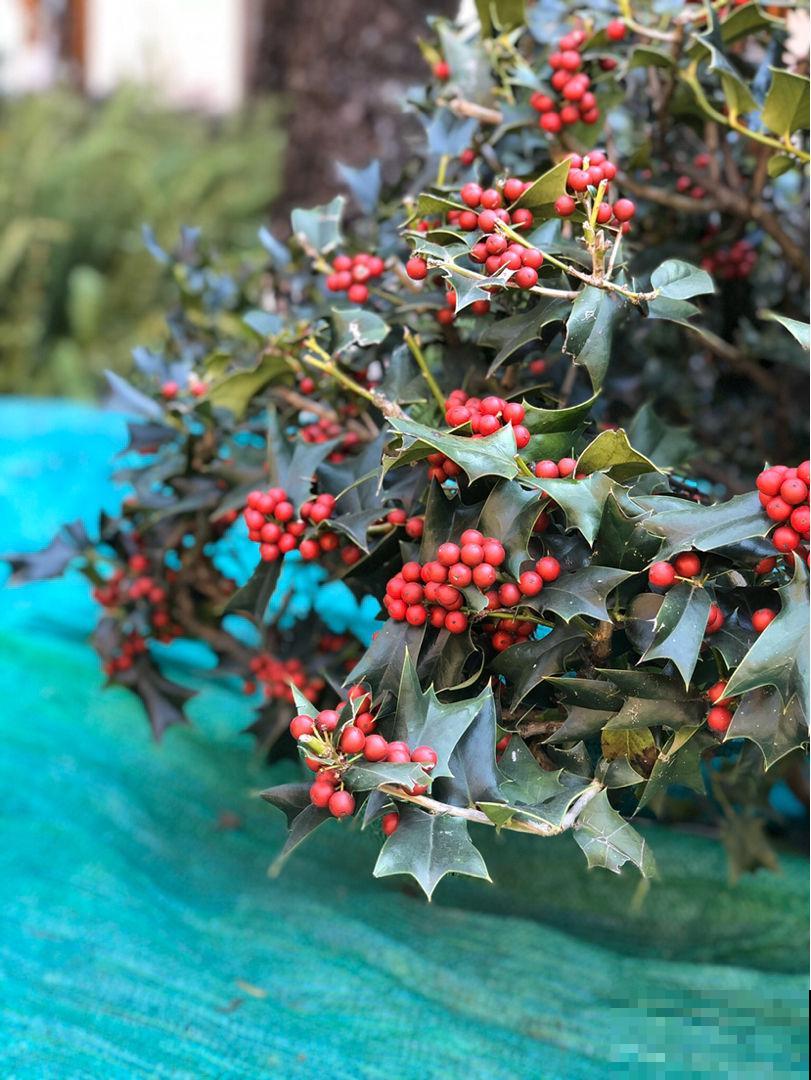 过年流行的3种“红果”，北美冬青、火棘、富贵籽，你能分得清吗