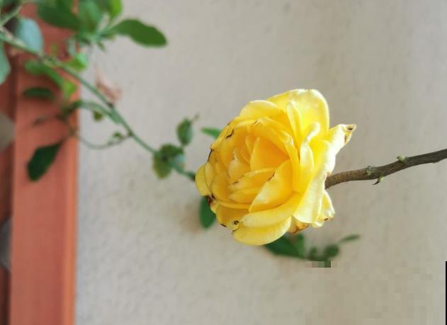 1种花堪称“黄金花”，金灿灿有好兆头，养护起来特简单