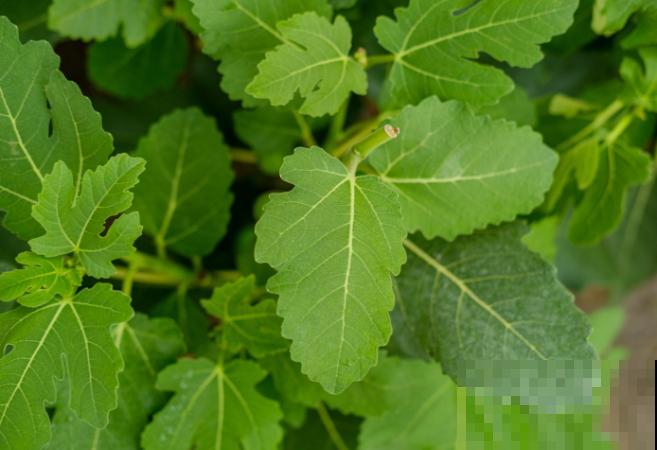 院子里种棵无花果，春天狠心剪一刀，咕嘟咕嘟冒果子