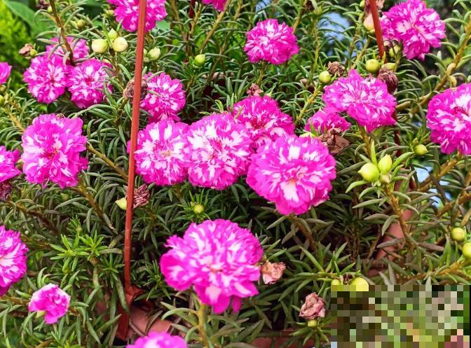 这4种植物寓意很好，代表勇气和坚强，非常适合家里养殖