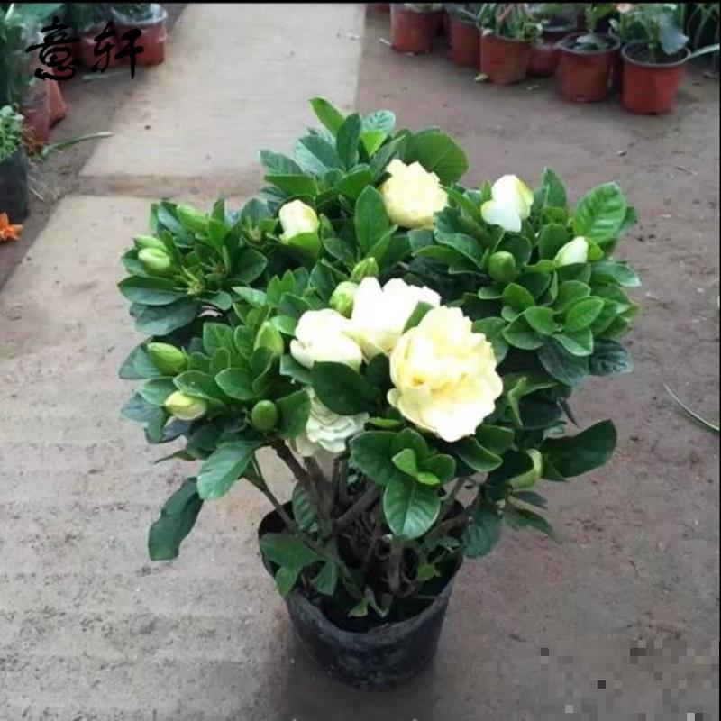 春天抓紧牡丹小尾巴，掌握4要点种盆栽，还能赶上开花！