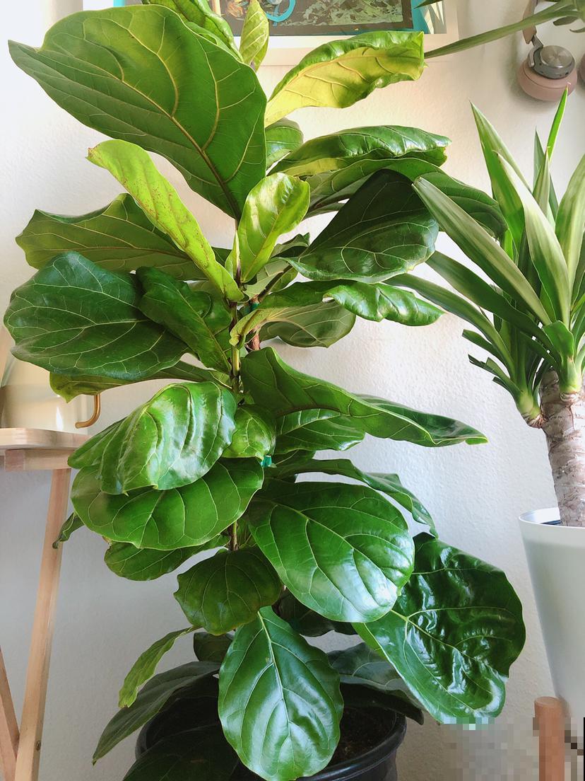 琴叶榕养着养着就“嗝屁”了,找对原因,分分钟成为绿植C位 琴叶榕养着养着就“嗝屁”了,找对原因,分分钟成为绿植C位