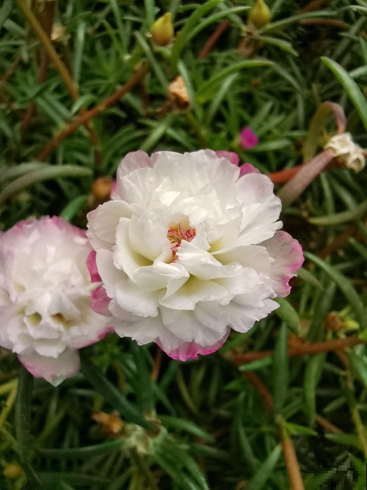 很难养死的5种花,想养死也不简单,你养死过几种? 很难养死的5种花,想养死也不简单,你养死过几种?