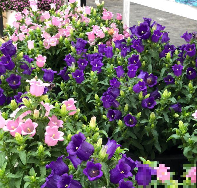 一种花特容易爆盆,开花满盆小风铃,阳台养很快变花园 一种花特容易爆盆,开花满盆小风铃,阳台养很快变花园