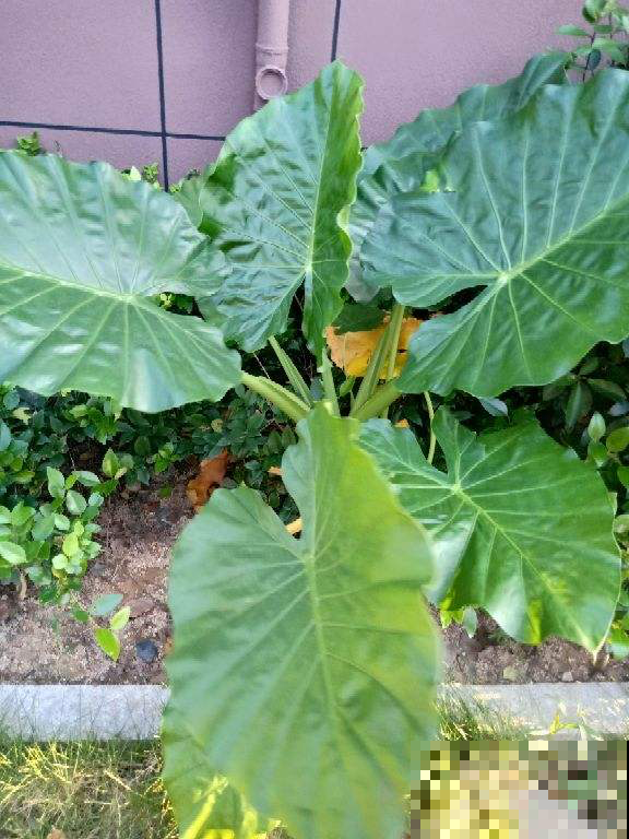 4种“有害花”,离家远一点,对身体危害大 4种“有害花”,离家远一点,对身体危害大